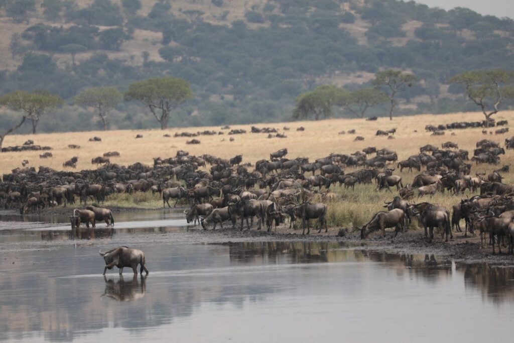 3 Days Winter Great Migration Serengeti and Ngorongoro Safari Safari