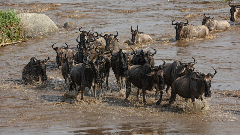 7 Days the Migration Footsteps Safari River Crossing