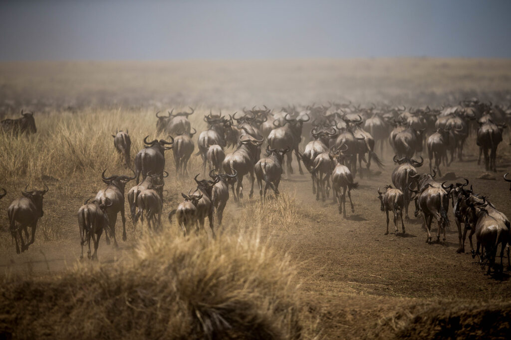 13 Days Wildebeest Migration in Tanzania Zanzibar Holiday