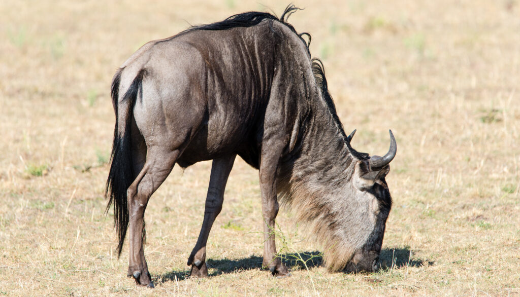 13 Days Tarangire, Manyara, Serengeti & Ngorongoro, Eyasi Adventure Zanzibar Beach