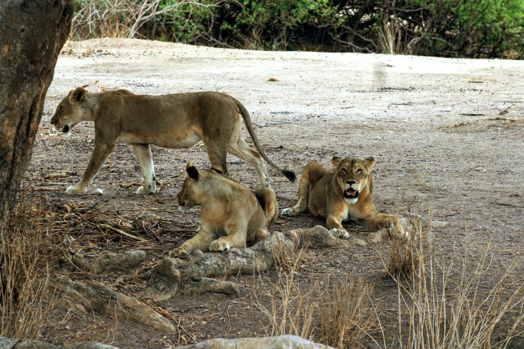 6 Days-Mikumi, Iringa, Ruaha and Udzungwa National Parks