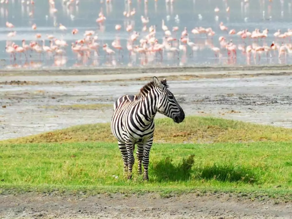 10 Days Manyara, Serengeti, Ngorongoro & Zanzibar Holiday Safari