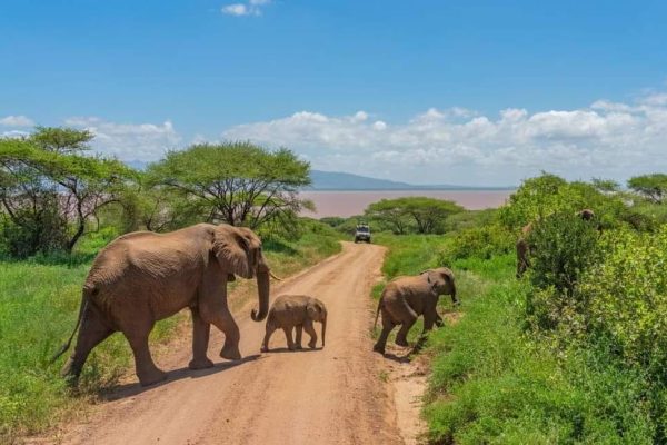 4 Days Tarangire, Serengeti & Ngorongoro Budget Tour