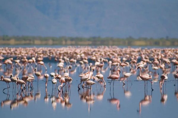 Lake Manyara