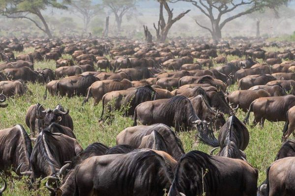 Central Serengeti Park