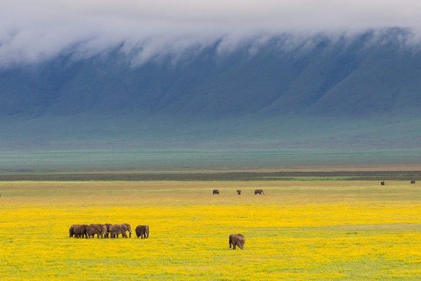 Ngorongoro-crater-2