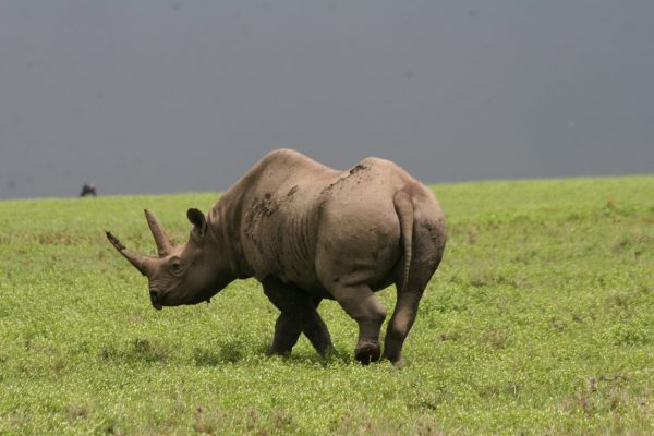 3 Days Serengeti and Ngorongoro Luxury Adventure