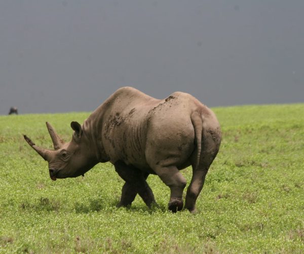 Ngorongoro-crater-3