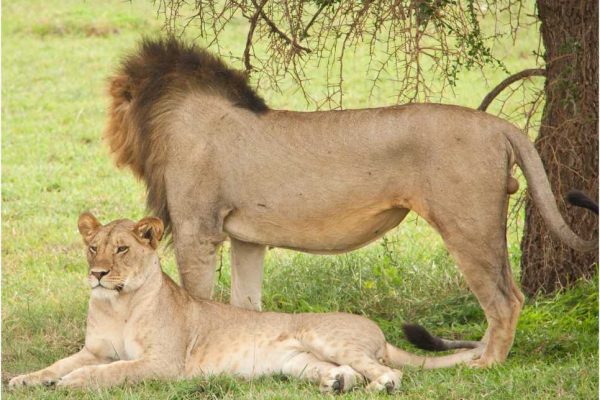 Ngorongoro-crater-4