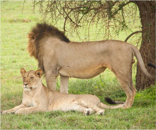 Ngorongoro-crater-4