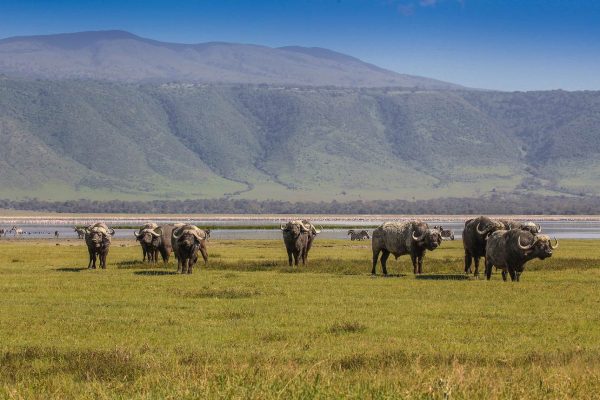 ngorongoro-rhino-lodge-1