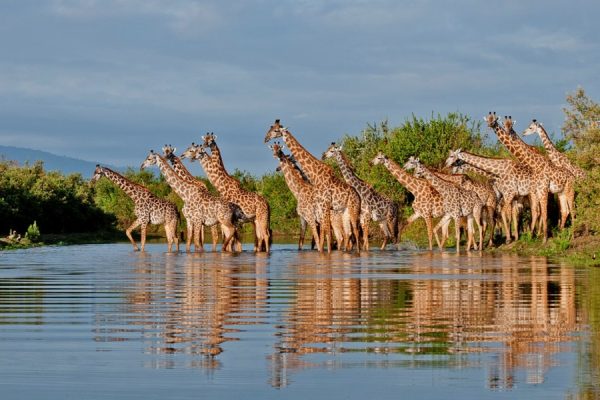 2 Days Selous Nyerere National Park Trip