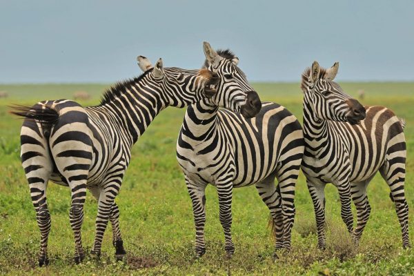 Tanzania Wildlife Safaris