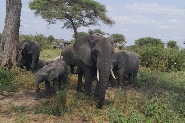 Tarangire Park