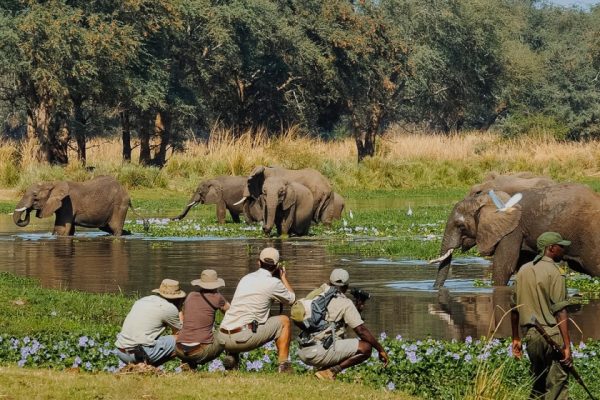 Guided Walking Safaris.